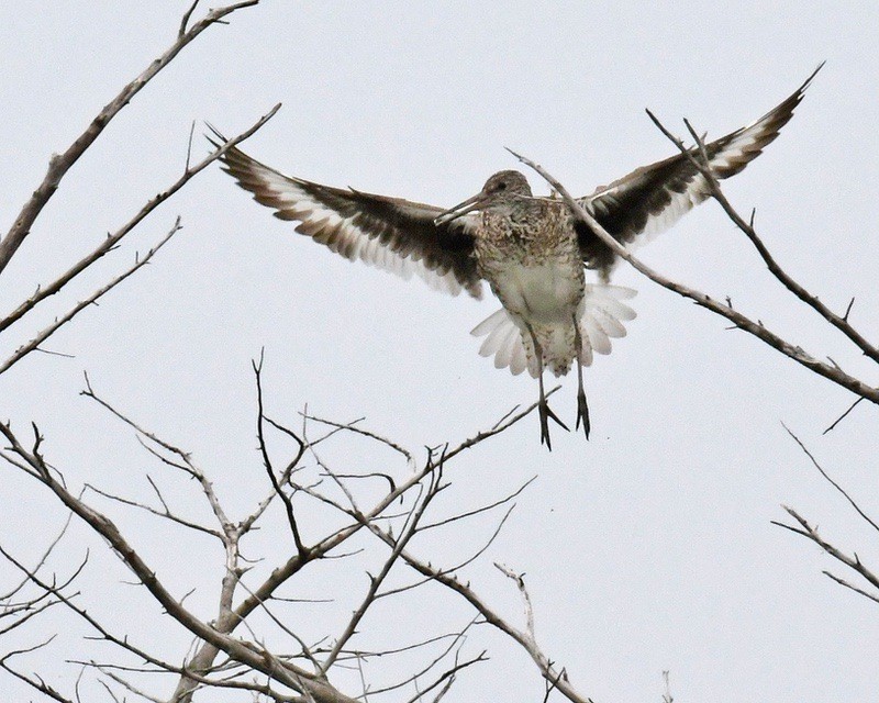 Willet birding on the Osprey Cape May 6.19.21 by lwolfartist is licensed under CC BY 2.0.